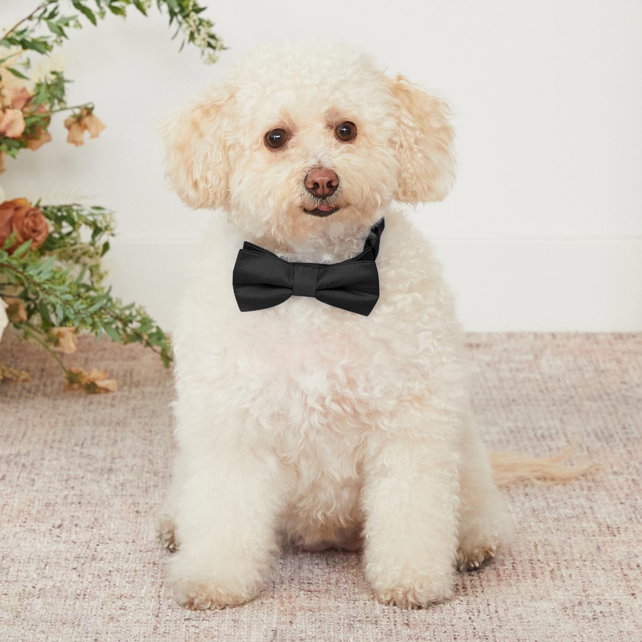 Sadie Dog Bow Tie Collar - Black