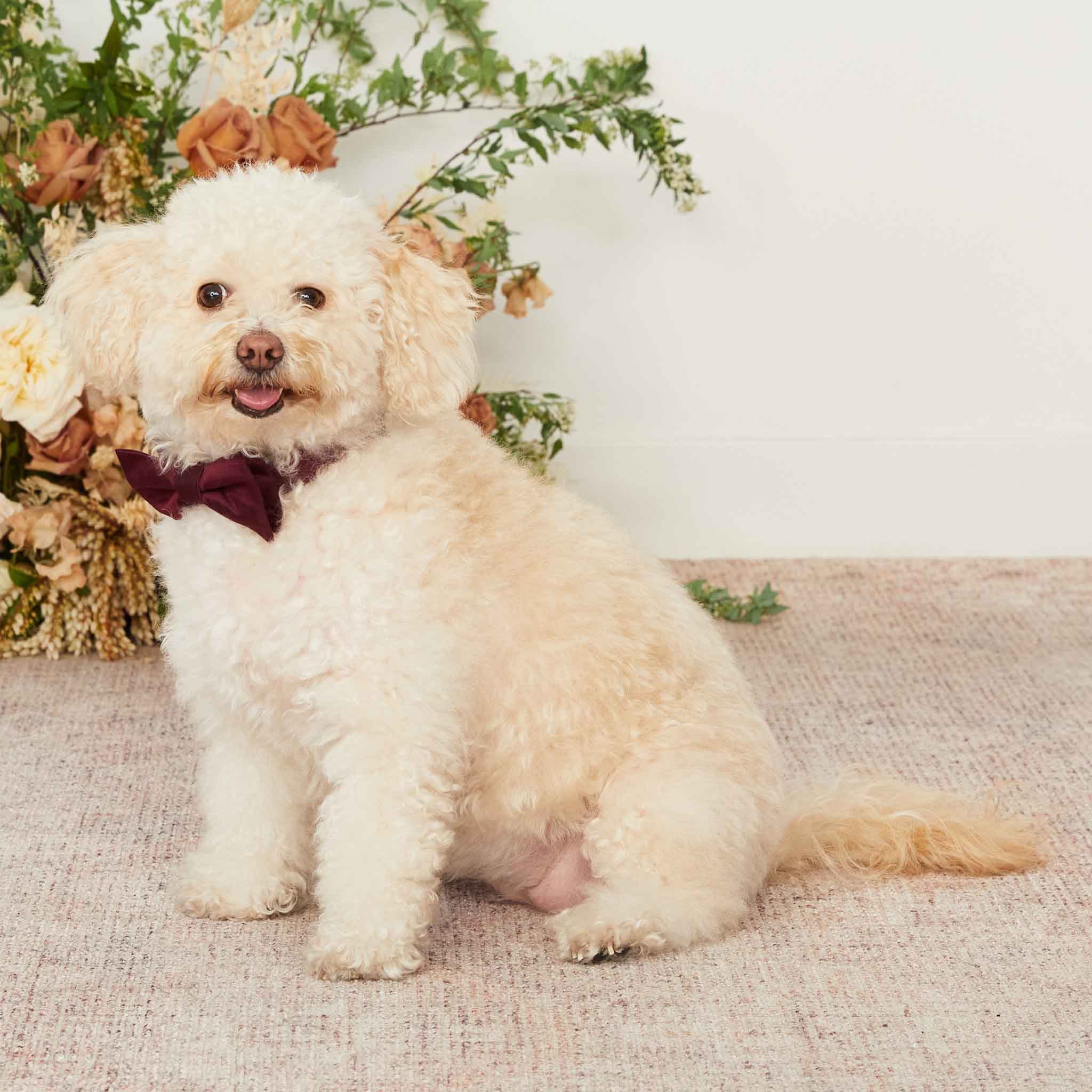 Sadie Dog Bow Tie Collar - Cabernet