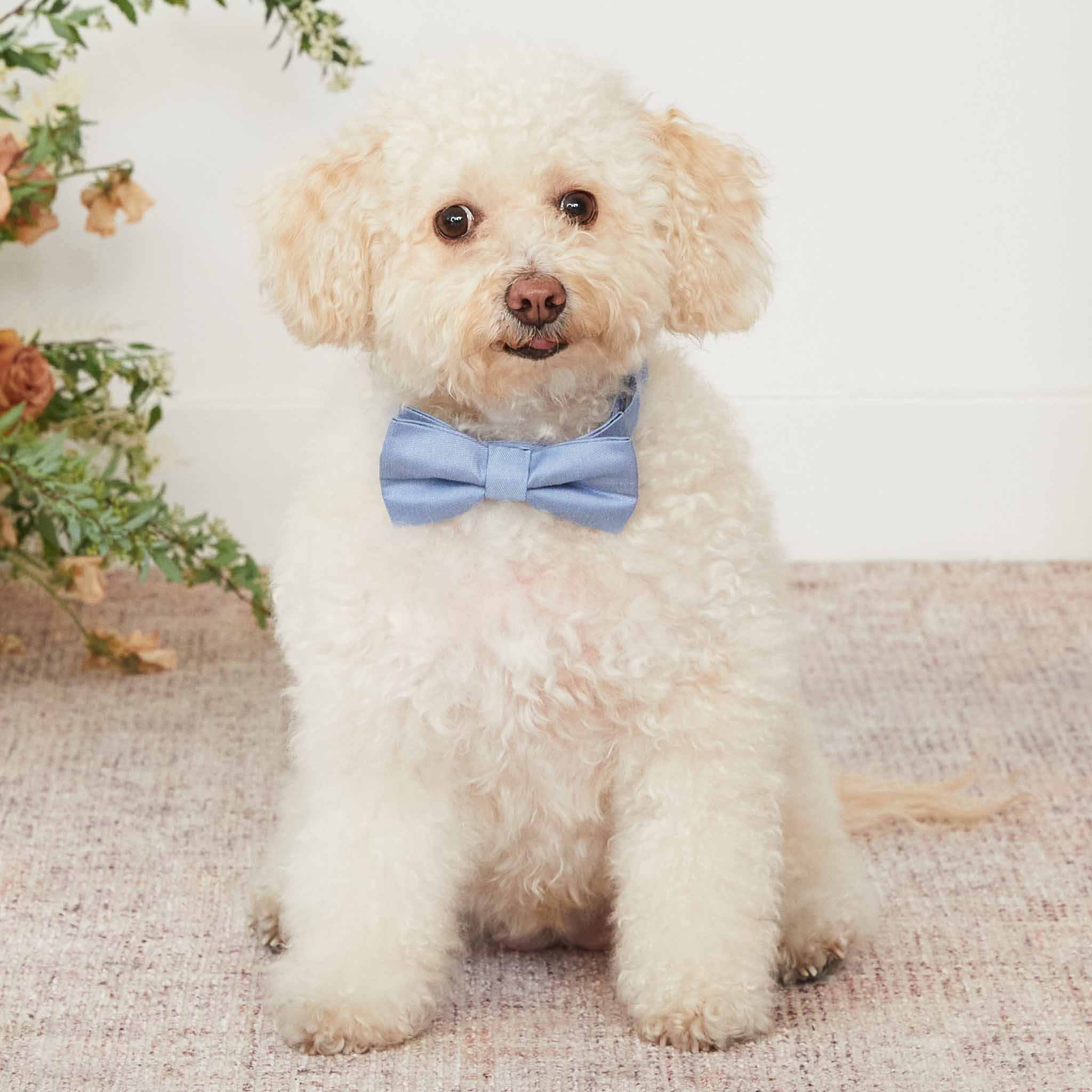 Sadie Dog Bow Tie Collar - Dusty Blue
