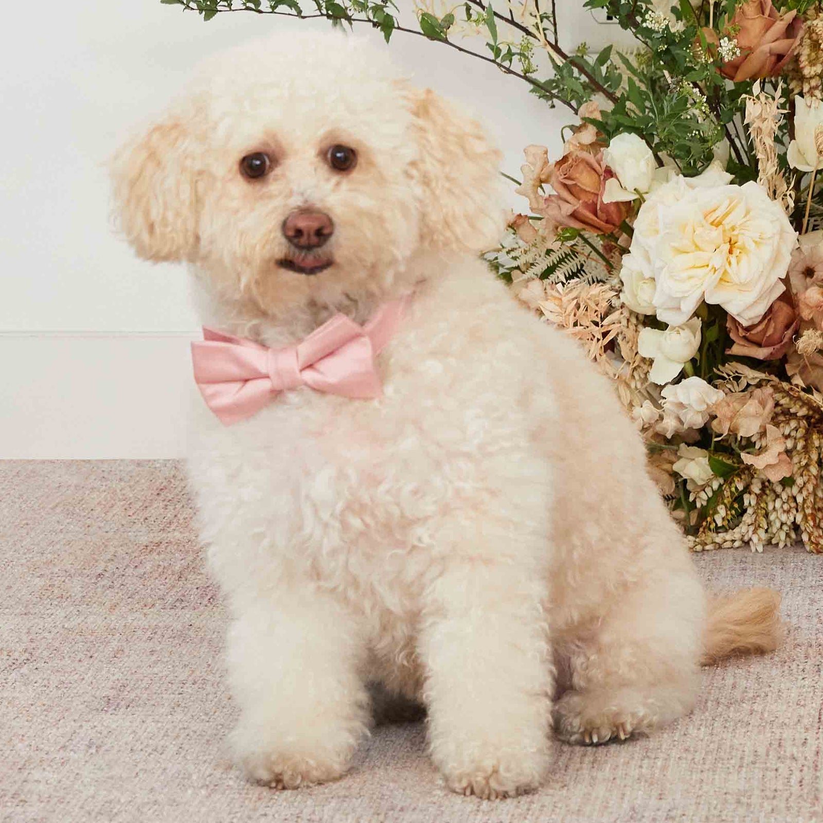 Sadie Dog Bow Tie Collar - Dusty Rose