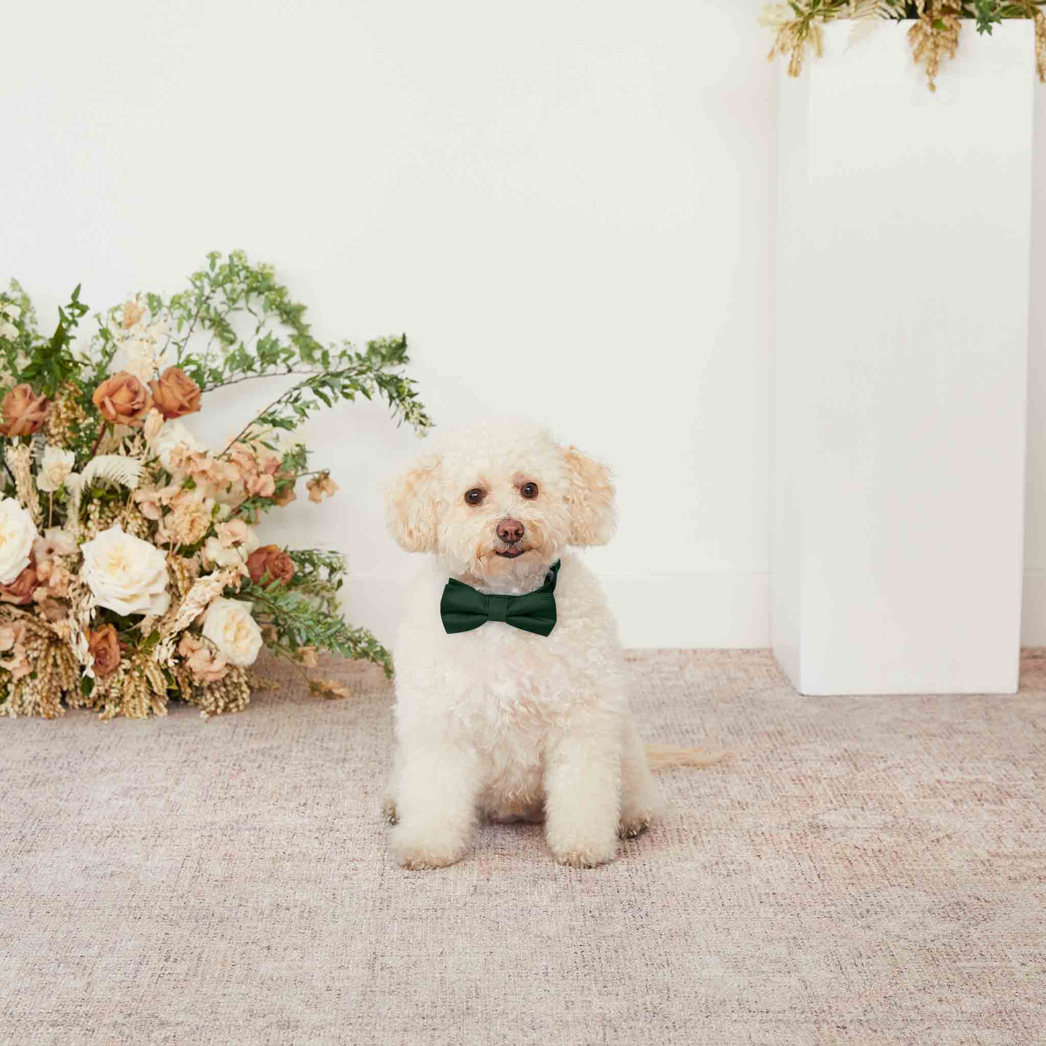 Sadie Dog Bow Tie Collar - Emerald