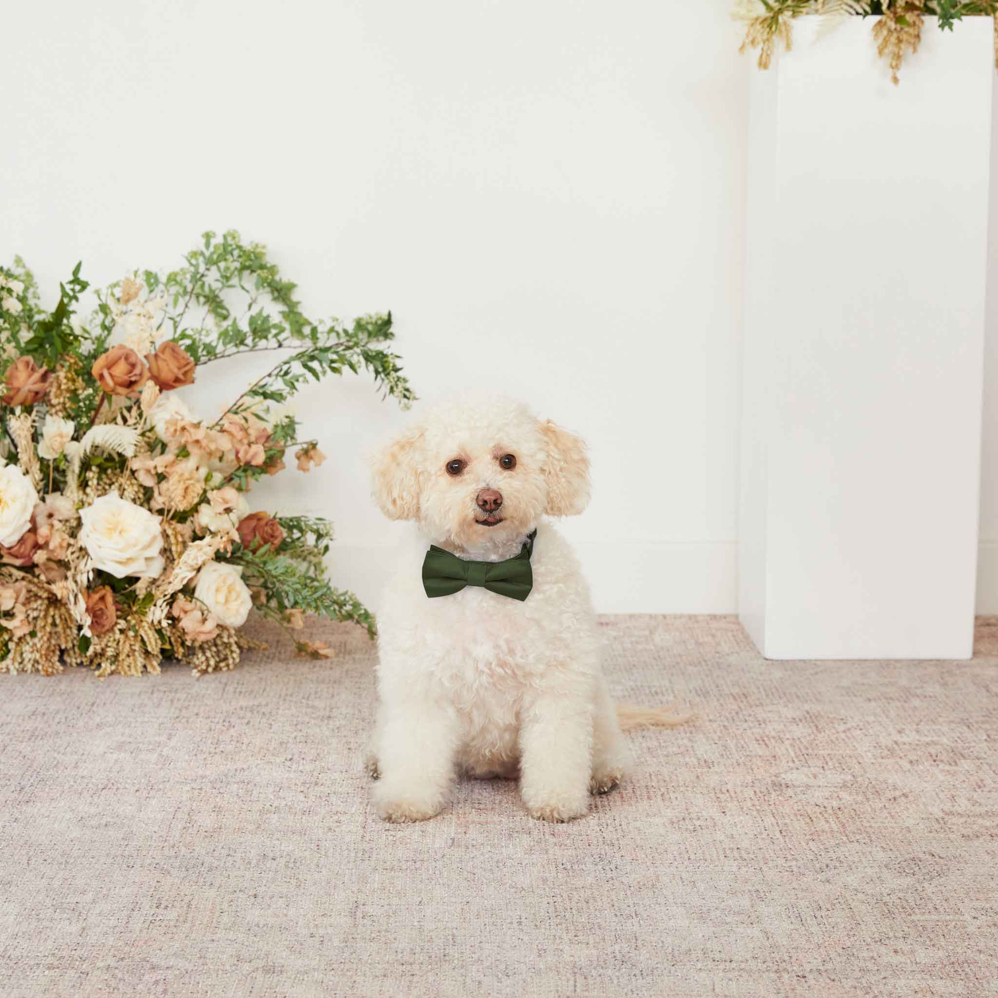 Sadie Dog Bow Tie Collar - Olive