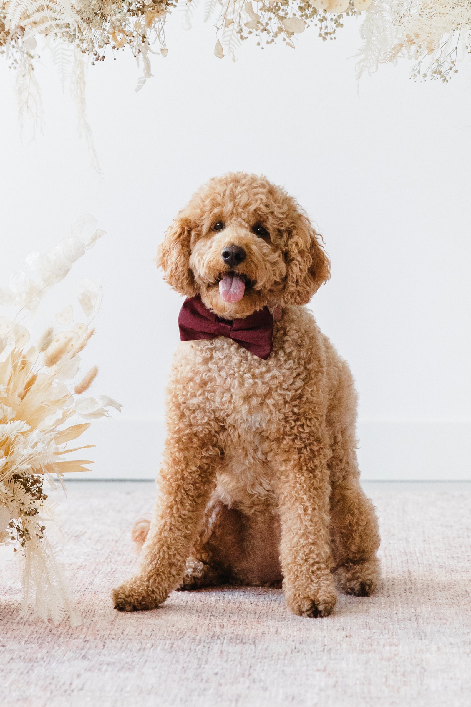 Sadie Dog Bow Tie Collar - Sheen Cabernet