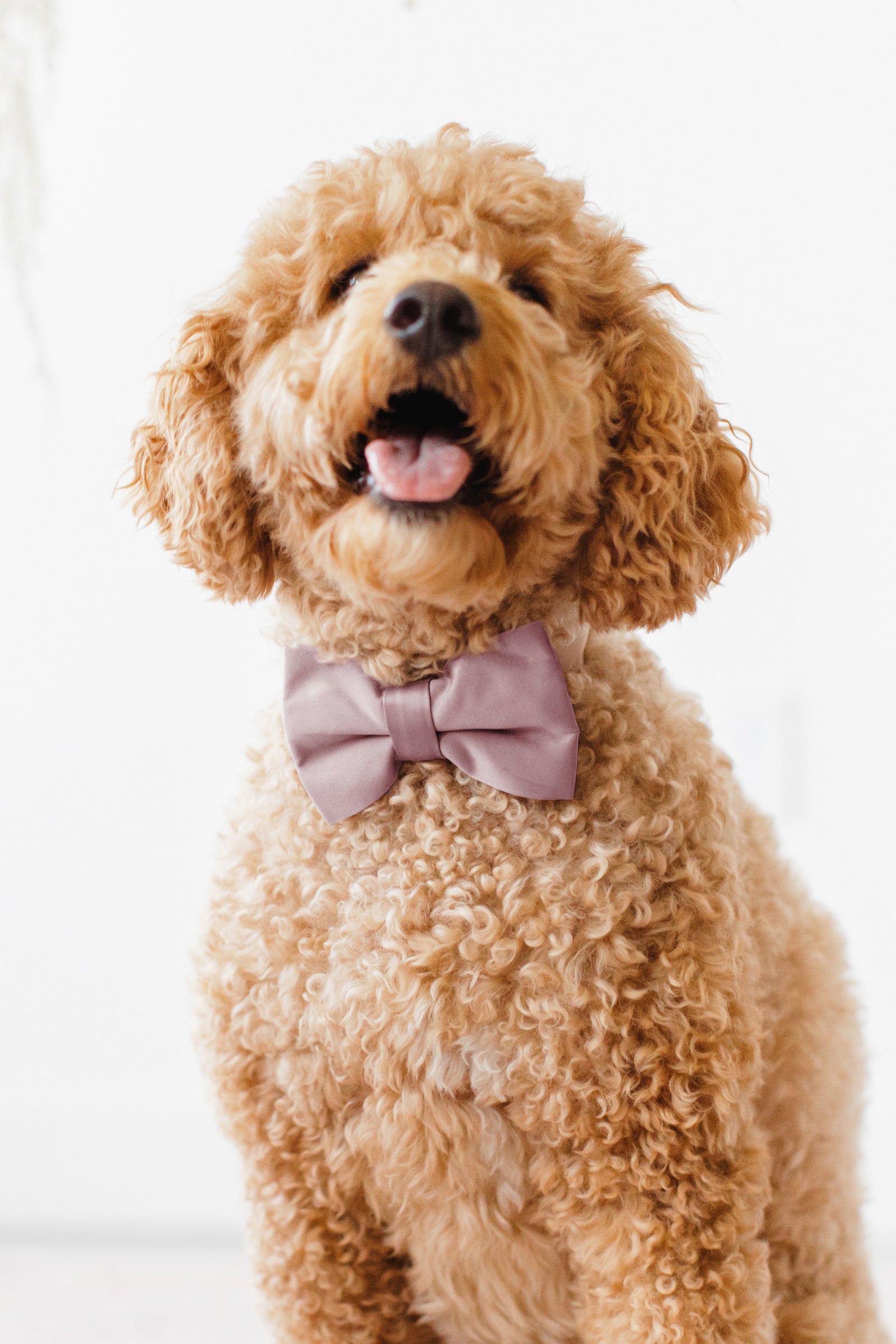 Sadie Dog Bow Tie Collar - Sheen Mauve