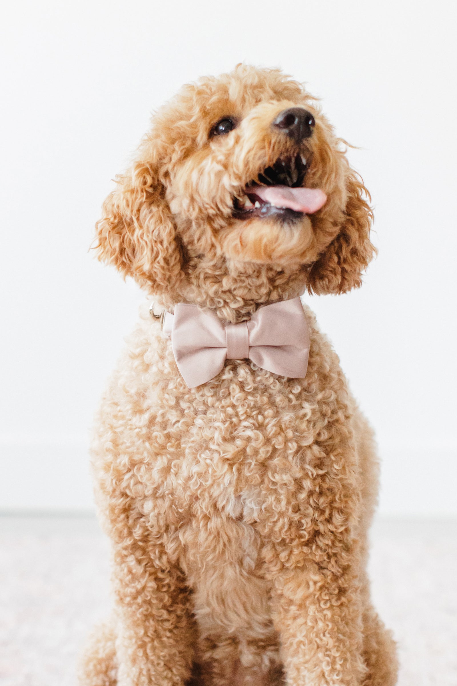 Sadie Dog Bow Tie Collar - Sheen Taupe